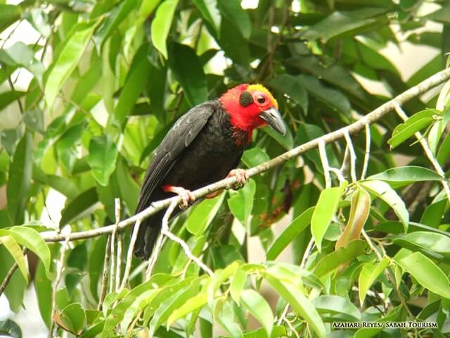 2D1N Sandakan Wildlife